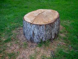 Professional Tree Care in Moorhead, MS