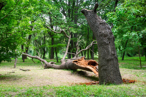Best Stump Grinding and Removal  in Moorhead, MS