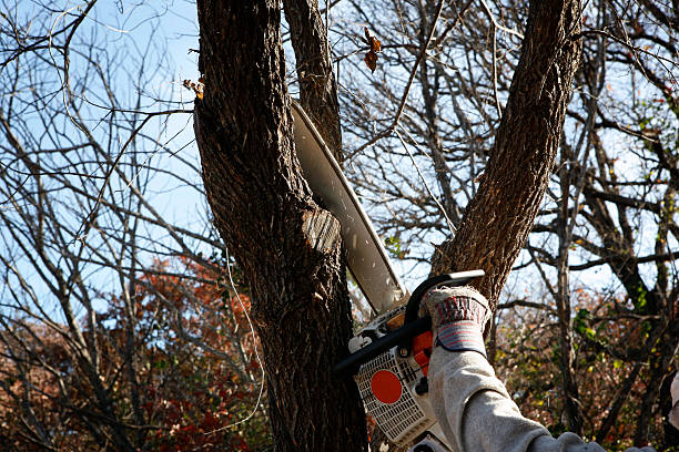 Best Tree Disease Treatment  in Moorhead, MS
